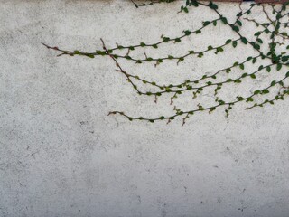 Climbing Green Vine on Stucco Wall: An organic dark green creeping vine spreading across a white textured stucco wall showcasing a beautiful minimalist nature backdrop. © Curiosity Photos