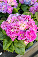 Fototapeta premium Pink and purple flowers blooming in pots
