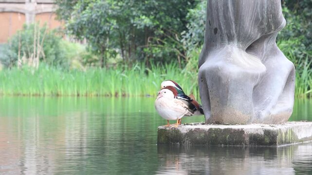 Two mandarin ducks standing near a sculpture in Dom Carlos I Park