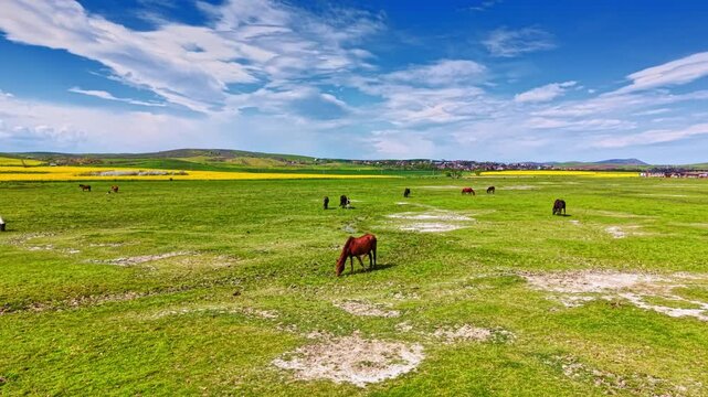 Horses are scattered across a vast green field with patches of dry land. In the background, there are hills and a small town with a blue sky and clouds above.
