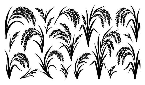 Minimal rice plant silhouette vector set grains and leaves modern botanical food elements isolated on white