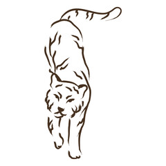 Obraz premium Brown cat walking