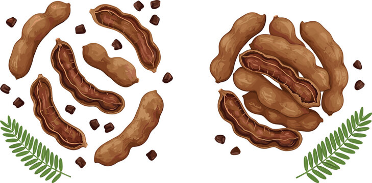 Fresh Tamarind Fruit Set Featuring Brown Pods Sliced Open with Pulp Seeds and Green Feathery Leaves for Tropical Food and Spice Ingredient Flat Vector Illustration