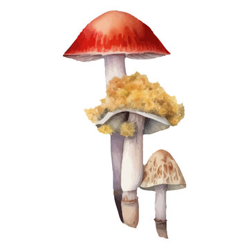 Colorful mushroom illustration for nature lovers