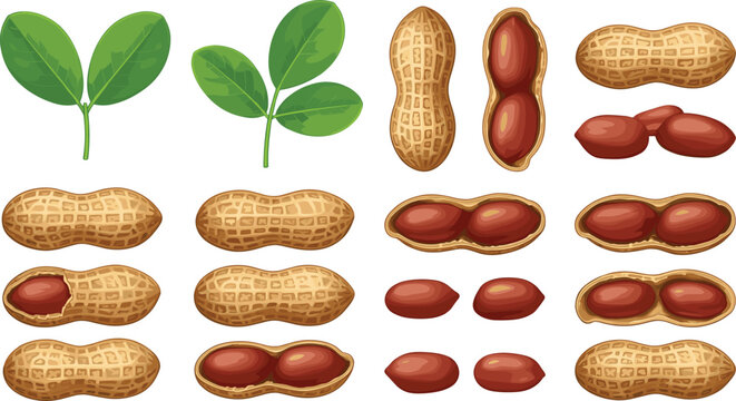 Peanut Graphic Element Set Featuring Raw Groundnuts in Shell Kernels and Green Leaves for Healthy Food Branding and Agricultural Product Design Flat Vector Illustration
