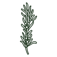 Fototapeta premium Hand drawn rosemary plant