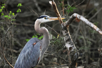 Fototapeta premium great blue heron