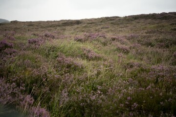 Obraz premium A view of a heather filled meadow stretching across rolling hills