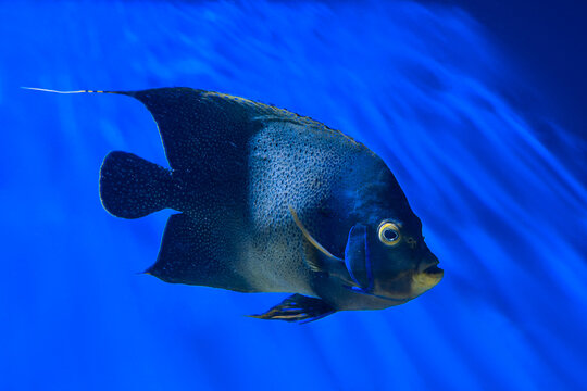 A French Angelfish Pomacanthus paru swimming underwater in clear deep blue tropical ocean water