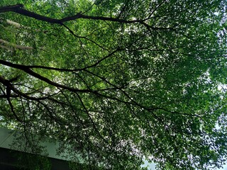 Fototapeta premium green leaves background