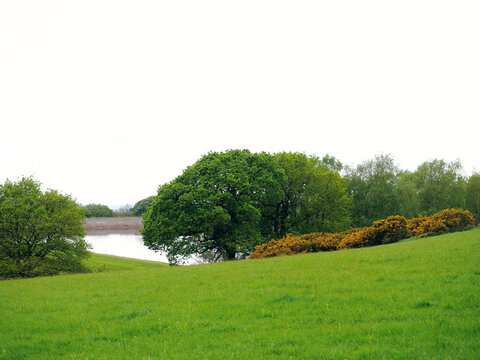 Rivington Lever Park landscape with reservoir and gorse