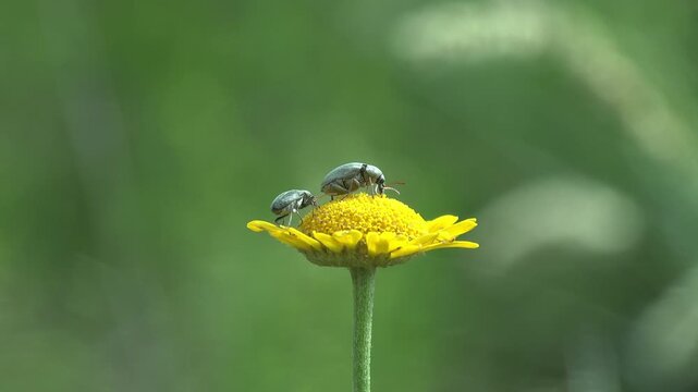 Two silver-gray weevil beetles forage on a bright yellow composite wildflower in a green meadow. Macro to wide shots show beetle detail, antennae, and pollen disc. Soft green bokeh background
