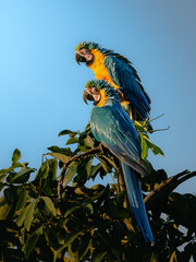 Pair of blue-and-yellow macaws (Ara ararauna) perched on a tree branch against a clear blue sky. Vibrant tropical birds with strong colors in natural habitat. © Arthur
