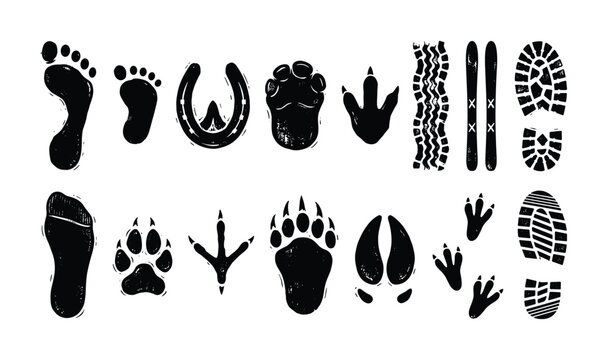 Collection of diverse animal and human footprints, shoe treads, and ski tracks