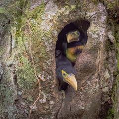 Fototapeta premium Collared aracari toucan perched on branch in tropical rainforest