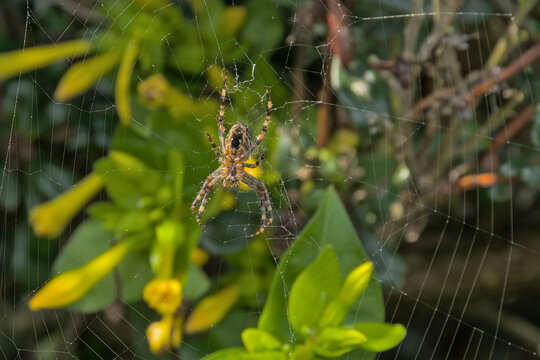 garden cross spider in it's web, ventral view - Araneus diadematus 