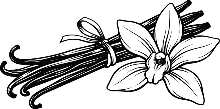 Vanilla bean stick with flower sketch illustration Vector Geographical Indication product