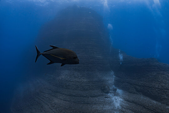 Black Jackfish and El Boiler, Socorro Islands