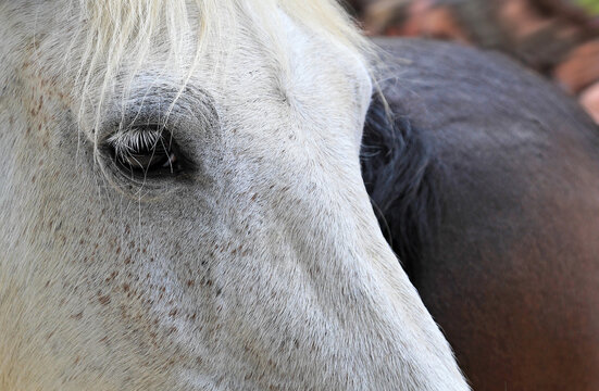 ojo de caballo blanco mirando 4M0A2155-as26