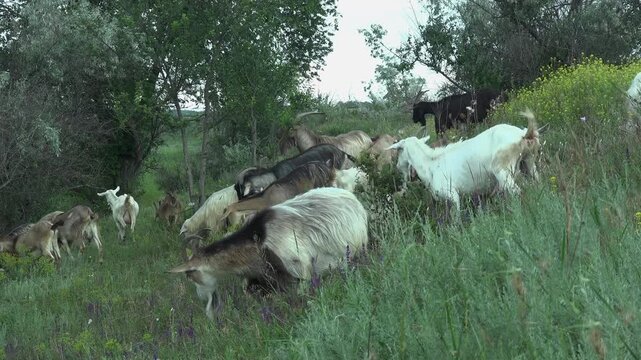 herd of multicolored domestic goats grazes and browses across a lush green meadow with purple sage and wildflowers beside a willow thicket in soft late-spring light