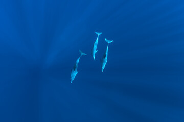three dolphins swimming in electric blue water seen from above. © Paul Bride