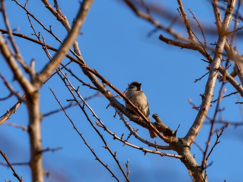 A small sparrow perching on a bare tree branch against a clear blue sky.