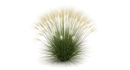 Obraz premium Fluffy ornamental grass with soft plumes and vibrant green foliage. Its natural elegance adds a touch of sophistication to any space.
