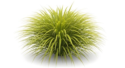 Obraz premium A detailed shot of a vibrant green ornamental grass, showcasing its intricate texture and form. The plant's leaves are long and slender, emanating from a central point.