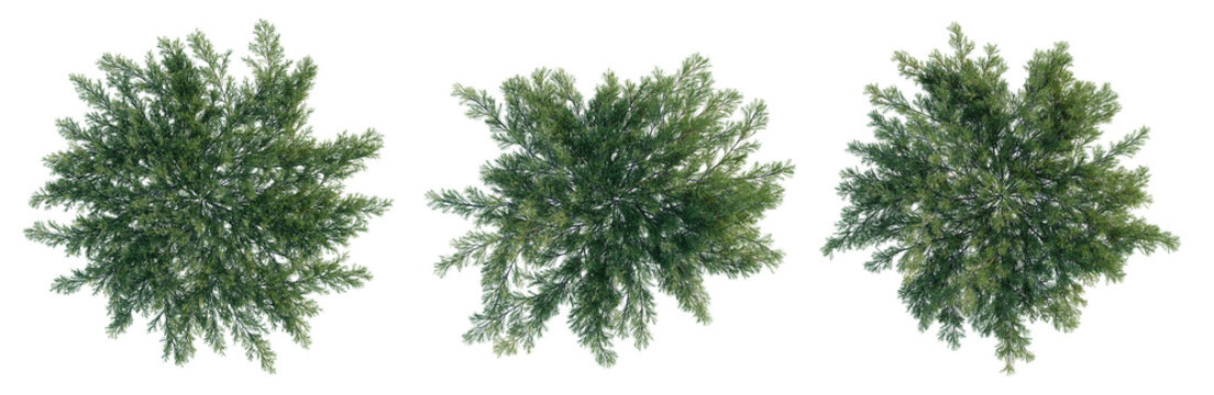 Juniperus horizontalis tree plan, top view, cutout, transparent background, isolate, Lush green pine tree, detailed foliage, vibrant natural beauty, tranquil forest scene, nature's embrace