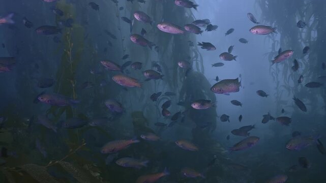  Blacksmith congregating in kelp with low visibility.