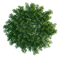 Obraz premium Juniperus procumbens tree plan, top view, cutout, transparent background, isolate, Detailed Green Pine Tree Branch with Needles, Realistic Rendering, Nature Close-up