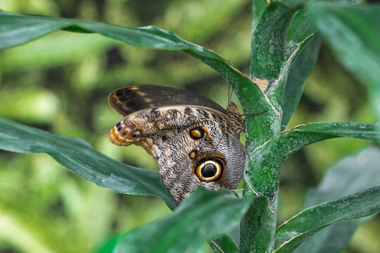 Caligo memnon butterfly resting on green plant with large eye spot wings