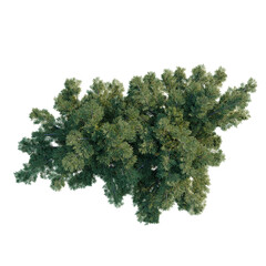 Obraz premium Juniperus sabina tree plan, top view, cutout, transparent background, isolate, Detailed Pine Tree Branch with Needles, Realistic Rendering, Nature Element
