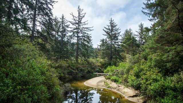 A Creek In The Dunes On The Oregon Coast