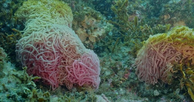 California giant sea hare egg masses.