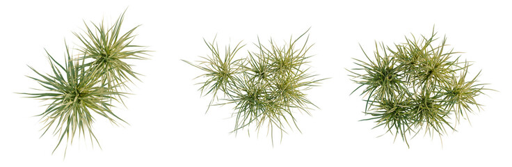 Fototapeta premium Ophiopogon japonicus tree plan, top view, cutout, transparent background, isolate, Detailed view of a vibrant green plant with intricate textures and patterns, perfect for botanical study.