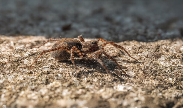 Macro View of a Wolf Spider (Lycosidae) Crawling on a Sandy Surface