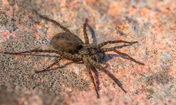 Macro View of a Wolf Spider (Lycosidae) Crawling on a Sandy Surface