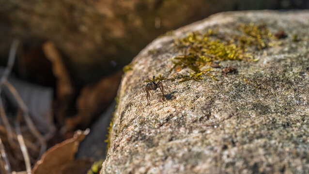 Macro Shot of a Wolf Spider (Lycosidae) on a Sunlit Rock