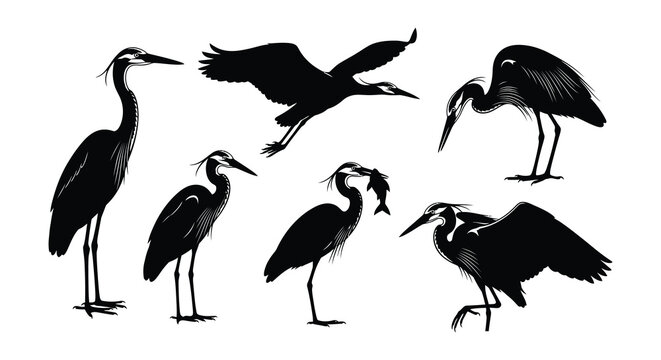 Heron silhouettes in various poses black vector illustration