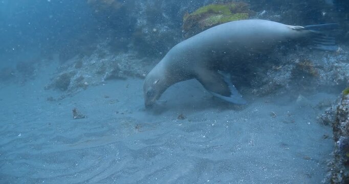 California sea lion pokes around in seabed blowing bubbles.