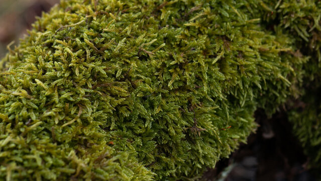 Dicranum Moss Cushion Close-Up on Forest Log &mdash; Lush Green Macro Bryophyte Texture
