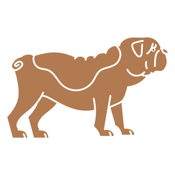 Brown pug dog standing