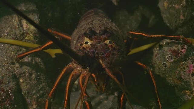  Closeup spiny lobster face.