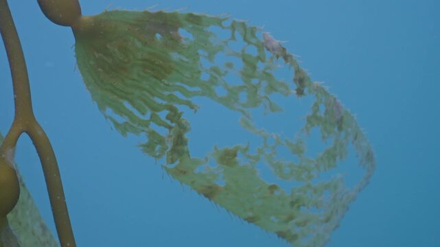 Decomposing giant kelp blade closeup.