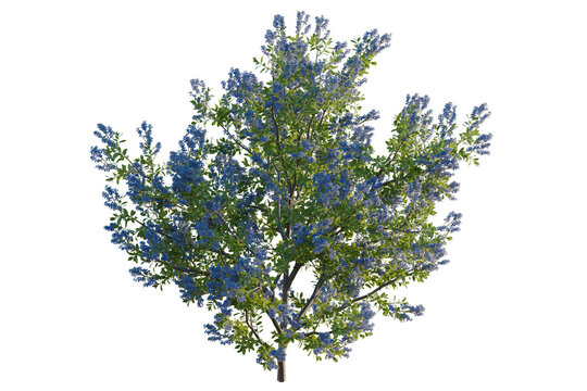 Californian lilac tree, elevation, front view, cutout, transparent background, isolate, Detailed Green Tree Branch with Lush Leaves, Natural Element for Design and Decoration