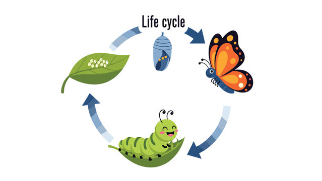 Educational diagram illustrates the life cycle of a butterfly starting from eggs on a leaf to a caterpillar, chrysalis, and adult insect.