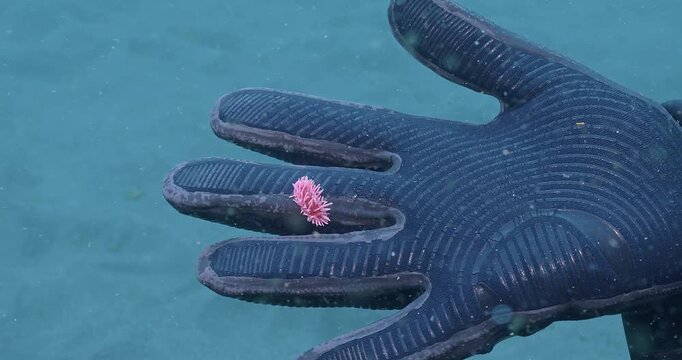 Hopkins rose nudibranch on scuba divers gloved hand.