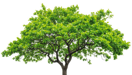 Obraz premium Lush Green Deciduous Tree with Dense Foliage and Thick Trunk