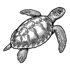 Fototapeta premium A detailed illustration of a sea turtle swimming in the ocean water.